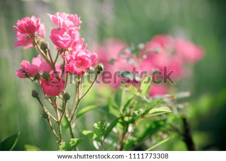 Beautiful pink roses in spring in the garden