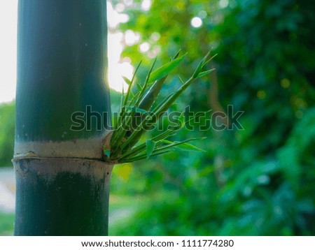 bamboo branch growing border design over blurred sunny background. Space for your text. Wide angle banner