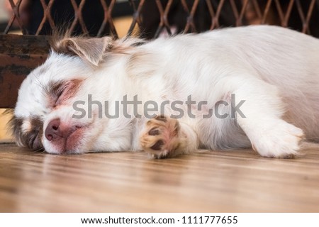 Chihuahua,dog isolate on background,front view from the top, technical closed up.