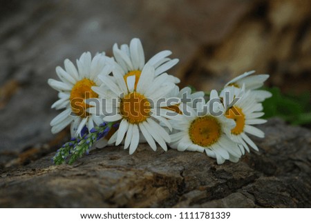 Large meadow with chamomile on wooden background. For postcards, desktop, greetings, invitations.