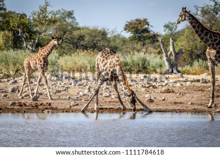 Beautiful Giraf enyoing water 
