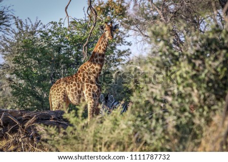Beautiful Giraffe in African landscape 