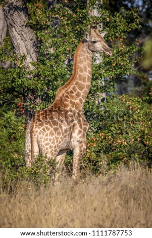 Beautiful Giraffe in African landscape 
