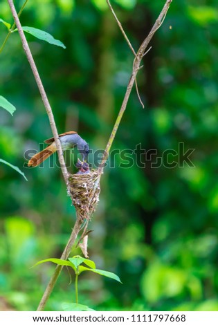  Asian Paradise Flycatcher