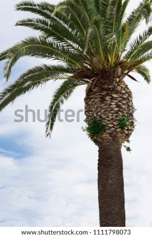 Palm trees on the beach. Fashion, travel, summer, vacation and tropical beach concept.