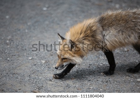 Cute Wildlife Fox