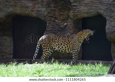 Leopard at a national reserve