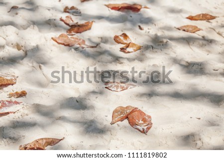 Shadow of the tree branches,leaves and dry leaves on the sand background,sunlight rays through beaches
