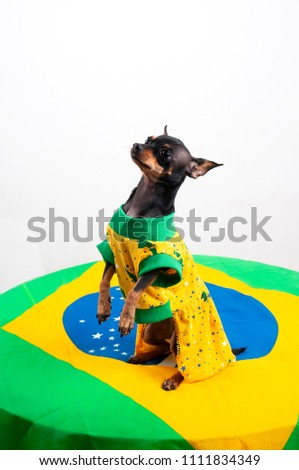 Nina, Brazilian dog of dress. Happy dog. Vertical. Pet. Royalty-Free Stock Photo #1111834349