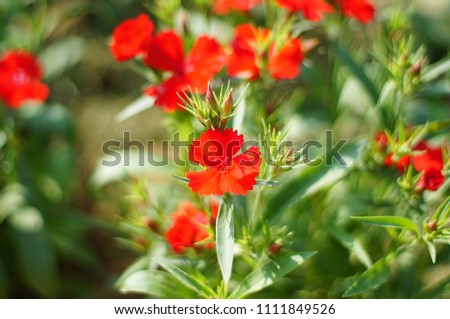 Bloom Red Flowers