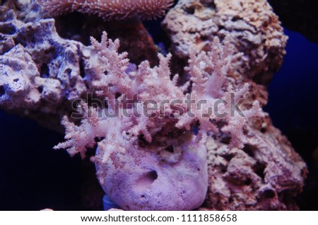 beautiful coral under the ocean