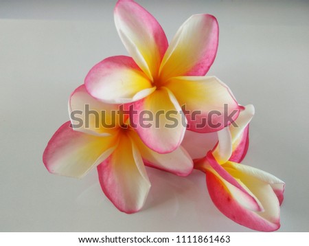 Pink Plum Flower with White Background