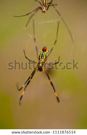 Spider that keeps prey