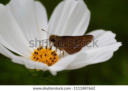 Cosmos blooming in autumn