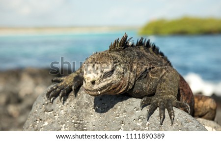 Iguana, Galapagos island