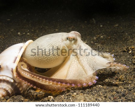 Coconut Octopus (Amphioctopus Marginatus) coming out of its seashell,  Lembeh Strait, Sulawesi, Indonesia
