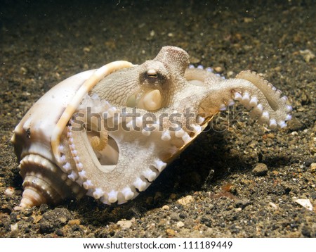 Coconut Octopus (Amphioctopus Marginatus) taking shelter in seashell,  Lembeh Strait, Sulawesi, Indonesia