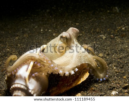 Coconut Octopus (Amphioctopus Marginatus) coming out of its seashell,  Lembeh Strait, Sulawesi, Indonesia