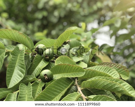 Guava tree , fruits