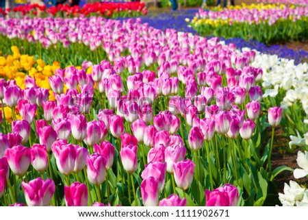 Tulip blooming in spring