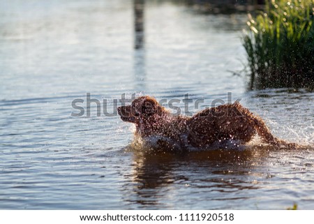 Happy dog having fun and jumping in the water
