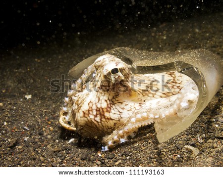Coconut Octopus (Amphioctopus Marginatus) taking shelter in a broken whisky bottle,  Lembeh Strait, Sulawesi, Indonesia
