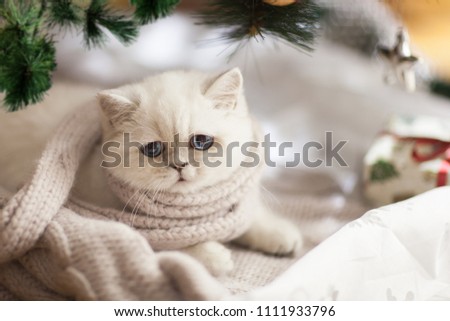 Cute fat white cat with blue eyes. Fluffy and soft. Funny face. Pink nose. Kitten boy under tree. Home. Moscow.