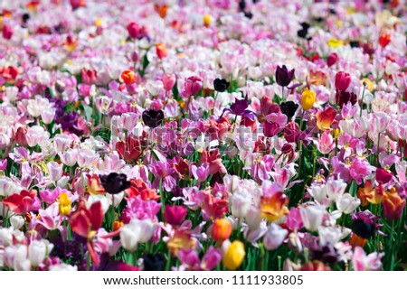 Carpet of flowers. Flowers in the garden of Amsterdam. Keukenhof. Largest flower gardens. Netherlands. Wallpaper. Colorful. Park