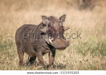 A male Warthog in African landscape and scenery