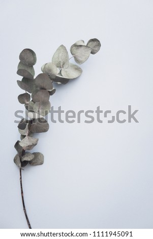 Eucalyptus on pastel blue paper background. Minimalism flat lay composition for bloggers, artists, social media,  magazines. Copyspace, vertical