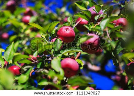 Red organic apples hanging from a tree branch in an autumn apple orchard. Great picture of ripe apples in farmer meadow ready for harvesting. Conceptual picture for organic fruits.