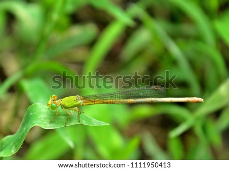 Macro pictures of Green dragonfly. Captured on a nice summer day with green background