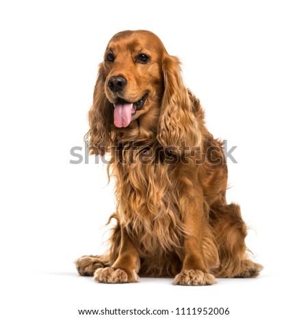 English Cocker Spaniel dog sitting and panting, isolated Royalty-Free Stock Photo #1111952006