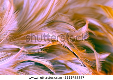 Bird or chickens feather texture abstract for background, soft focus and blur style