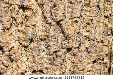 In the forest .There is tree bark background or texture