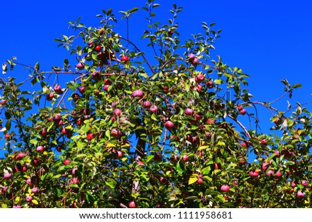 Fruitful branches of apple tree with red apples on background of a vivid blue sky. Stunning fruit trees in an orchard in autumnal or summer sunlight day. Best conceptual picture for farmers.