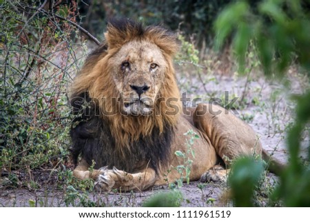 Beautiful Lion in African landscape and scenery