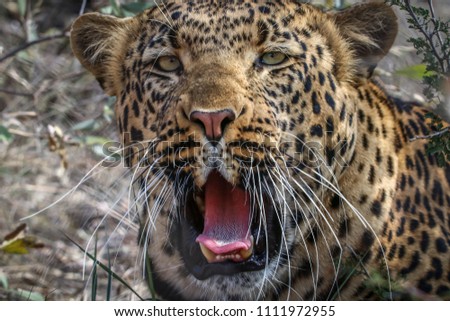 Beautiful closeup of a Leopard 