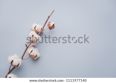 Cotton flower on pastel blue paper background. Minimalism flat lay composition for bloggers, artists, social media,  magazines. Copyspace, horizontal