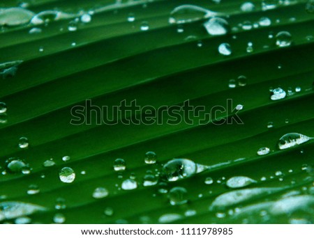Dew, rain or shower Pure water droplets There are clear bubbles on the leaf surface. For your design