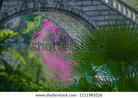 Flowering shrub reflected in water - Xiamen Botanical garden