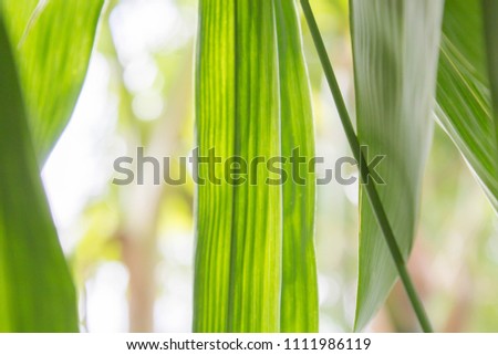 Green leaves of bamboo