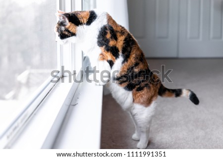 Funny one calico cat closeup leaning on windowsill window sill standing on hind legs trick watching between curtains blinds outside