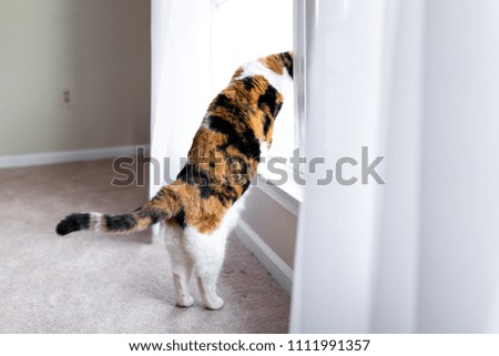 Funny calico cat leaning on windowsill window sill standing on hind legs trick looking up watching between curtains blinds outside