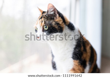 Female cute curious calico cat closeup of face sitting on windowsill window sill looking staring behind curtains blinds outside