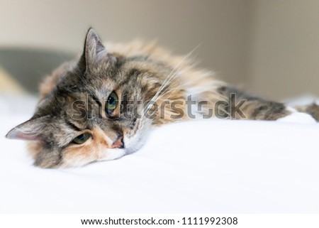 Closeup portrait of cute sad calico maine coon cat face lying on bed in bedroom room, looking down, bored, depression