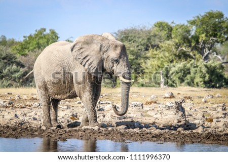 Beautiful Elephant in African landscape and scenery