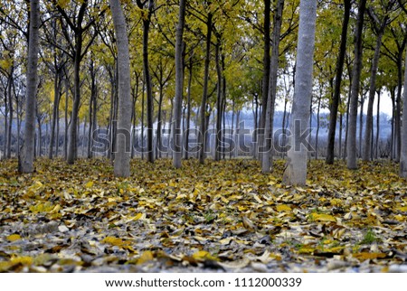 Field with walnut trees. Autumn landscape. Fallen leaves covering the floor. Day.