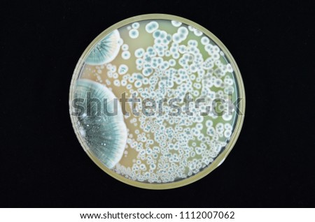Colonies of Penicillium mold growing on agar plate Royalty-Free Stock Photo #1112007062