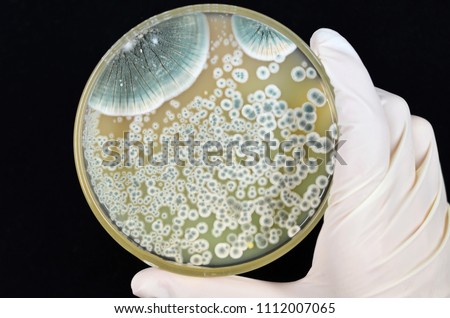 Colonies of Penicillium mold growing on agar plate Royalty-Free Stock Photo #1112007065